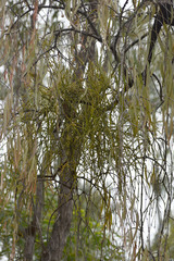 Viscum articulatum