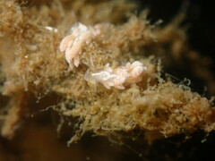 Trinchesia albocrusta