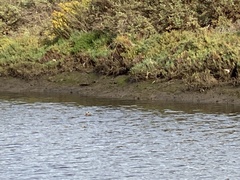 Podiceps auritus