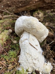 Hypomyces chrysospermus