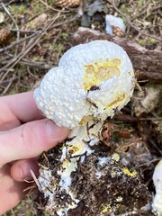 Hypomyces chrysospermus