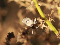 Brephidium exilis exilis