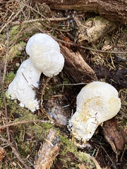 Hypomyces chrysospermus
