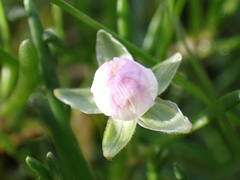 Spergularia media