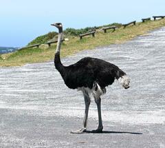 Struthio camelus australis