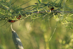 Lygaeus reclivatus