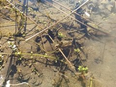 Lysimachia nummularia