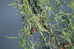 Lygaeus reclivatus