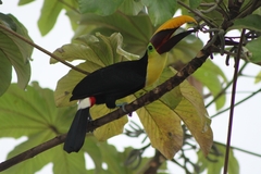 Ramphastos ambiguus