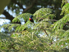 Cinnyris erythrocercus