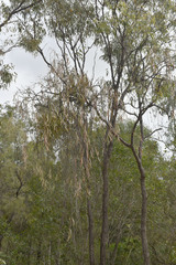 Amyema biniflora