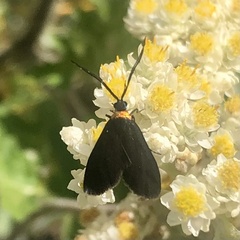 Pollanisus subdolosa