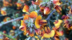 Pultenaea procumbens