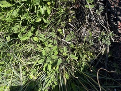 Convolvulus althaeoides