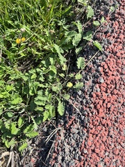 Convolvulus althaeoides