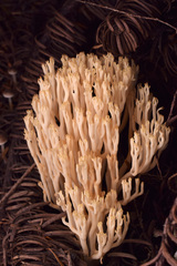Ramaria cystidiophora