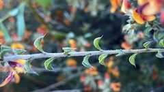 Pultenaea procumbens