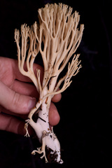 Ramaria cystidiophora