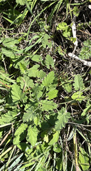 Convolvulus althaeoides