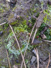 Bryum argenteum