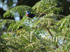 Cinnyris erythrocercus