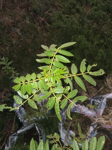 Senna weddelliana, photograph 4