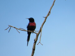 Cinnyris erythrocercus