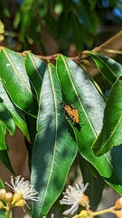 Chauliognathus flavipennis