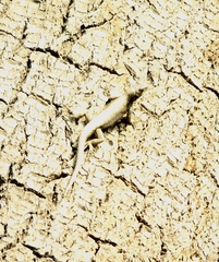 Sceloporus grammicus