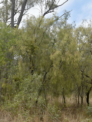 Exocarpos cupressiformis