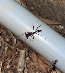 Odontomachus chelifer