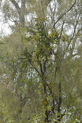 Exocarpos cupressiformis