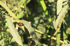 Calligrapha serpentina