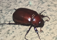 Scarabaeidae