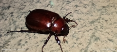 Scarabaeidae
