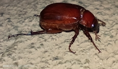 Scarabaeidae