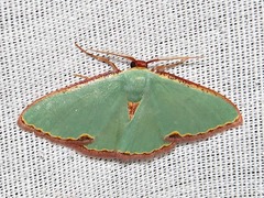 Heterorachis devocata devocata