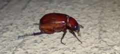Scarabaeidae