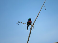 Cinnyris erythrocercus