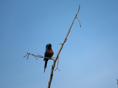 Cinnyris erythrocercus