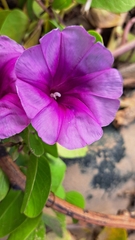 Ipomoea pes-caprae brasiliensis