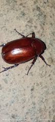 Scarabaeidae