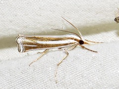 Ancylolomia prepiella