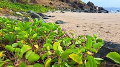 Ipomoea pes-caprae brasiliensis