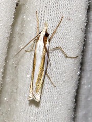 Ancylolomia prepiella