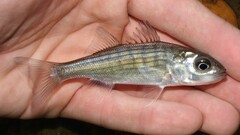 Striped Bass photo 4