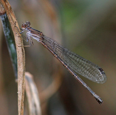 Argia tonto