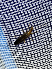 Nacerdes carniolica
