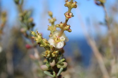 Salsola divaricata