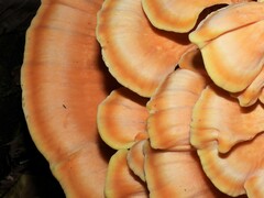 Laetiporus